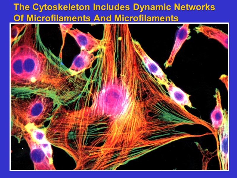 The Cytoskeleton Includes Dynamic Networks Of Microfilaments And Microfilaments